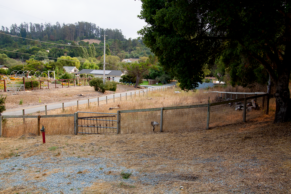 105A-WIldwood-pasture2