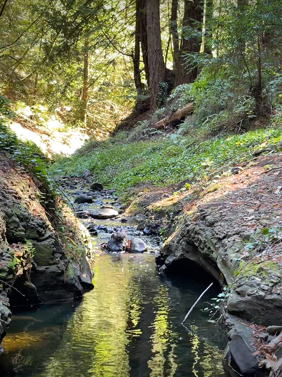 Year-round creek—sound of moving water, occasional steelhead.