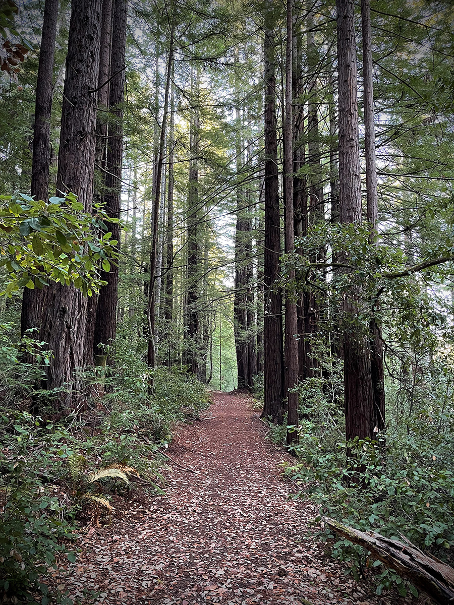 Miles of trails in Sam McDonald County Park across the creek.