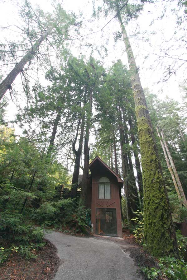 Towering Redwoods and Firs. Two other housed are below cottage on right and behind camera.